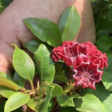 КАЛЬМИЯ ДИП